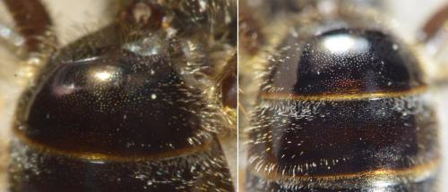 Lasioglossum laticeps